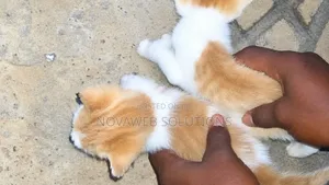 1-3 months Male Mixed Breed Cat