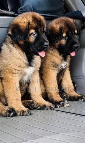 1-3 months Male Purebred Caucasian Shepherd