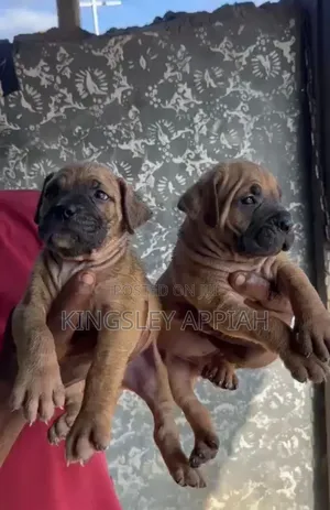 1-3 months Female Purebred Boerboel