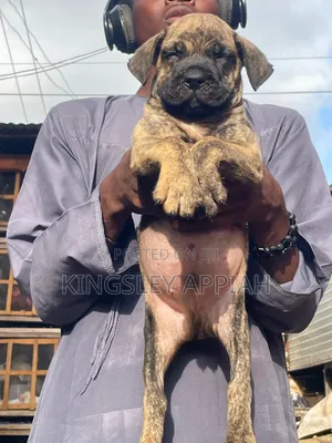 1-3 months Female Purebred Boerboel