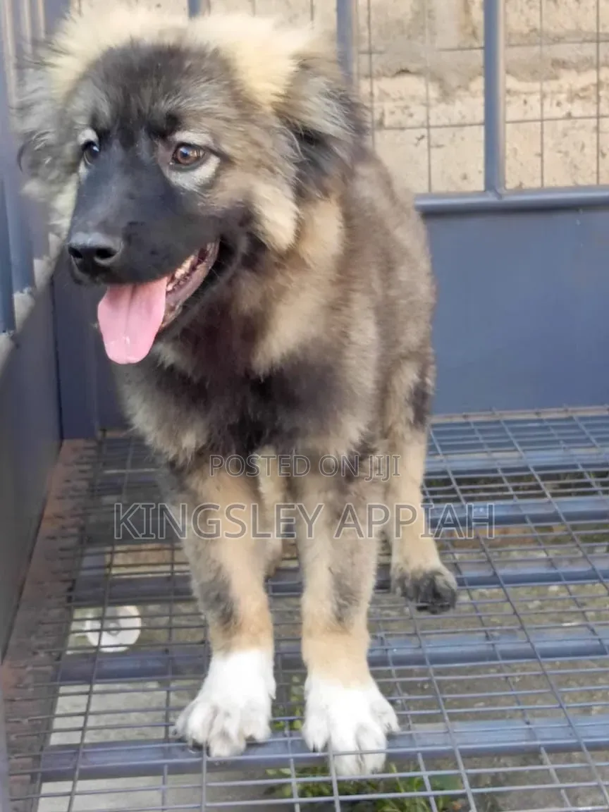 3-6 months Male Purebred Caucasian Shepherd