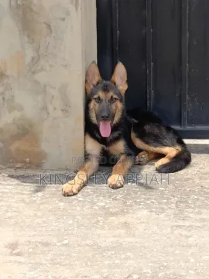 3-6 months Male Purebred German Shepherd
