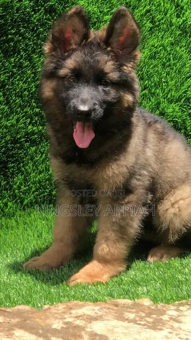 1-3 months Male Purebred German Shepherd