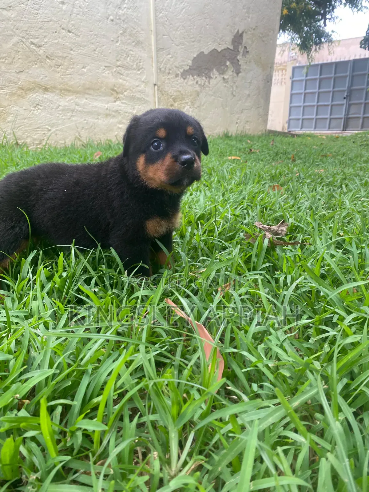 1-3 months Female Purebred Rottweiler
