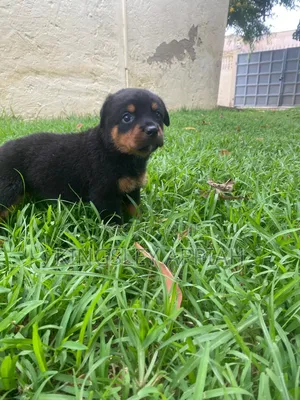 1-3 months Female Purebred Rottweiler