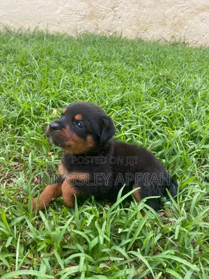 1-3 months Female Purebred Rottweiler