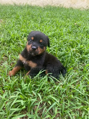 1-3 months Female Purebred Rottweiler