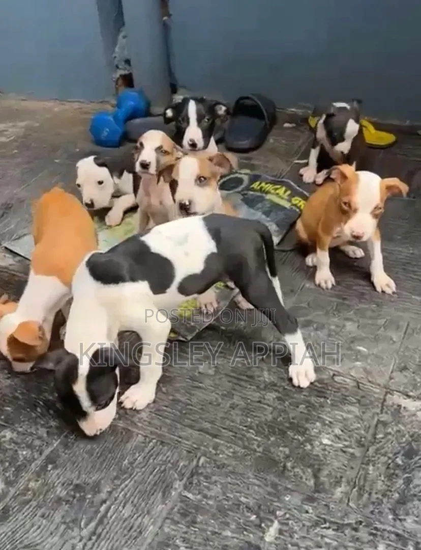 1-3 months Female Mixed Breed American Pit Bull Terrier