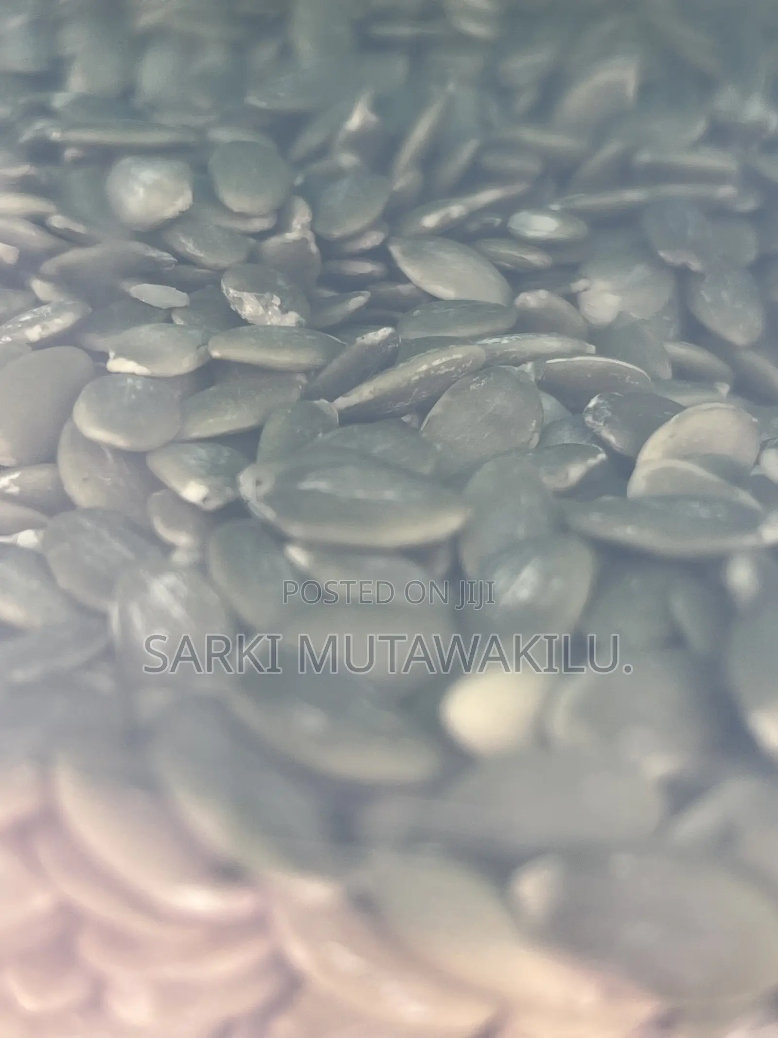 Pumpkin Seed