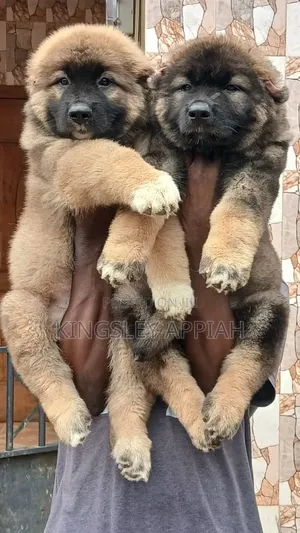 1-3 months Male Purebred Caucasian Shepherd