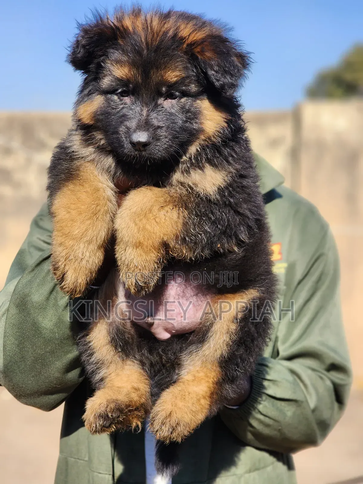 1-3 months Male Purebred German Shepherd