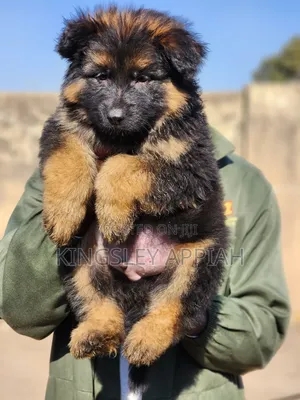 1-3 months Male Purebred German Shepherd