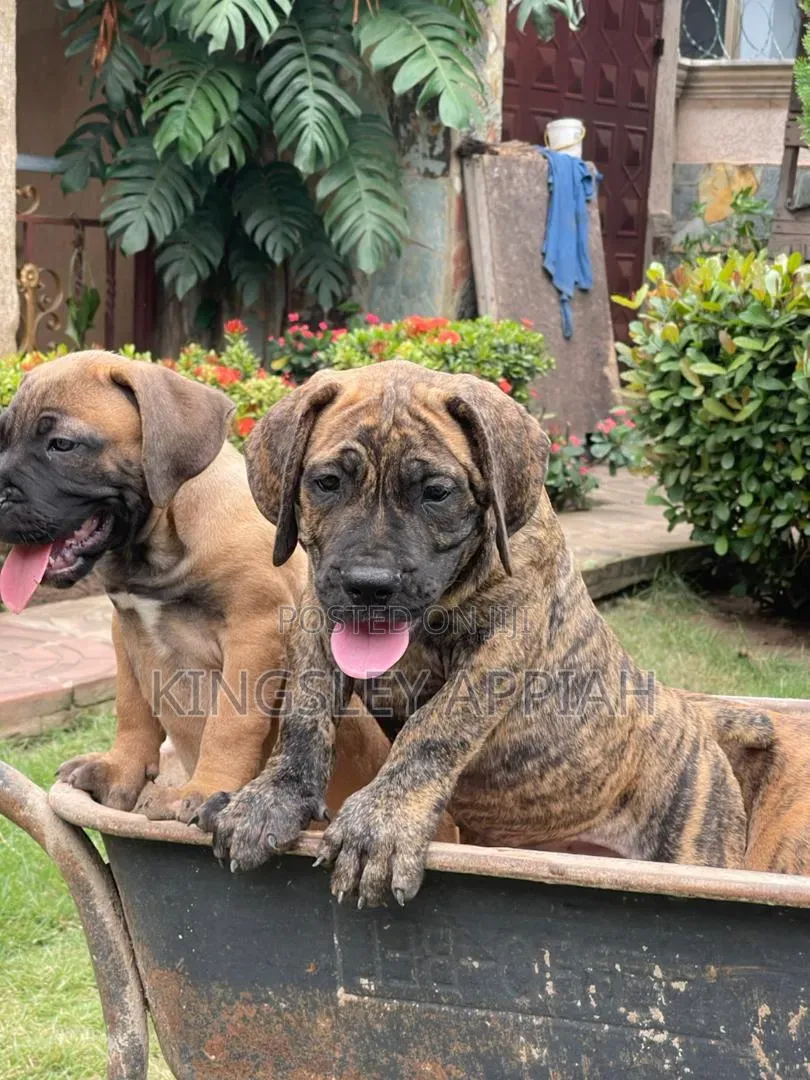 1-3 months Female Purebred Boerboel