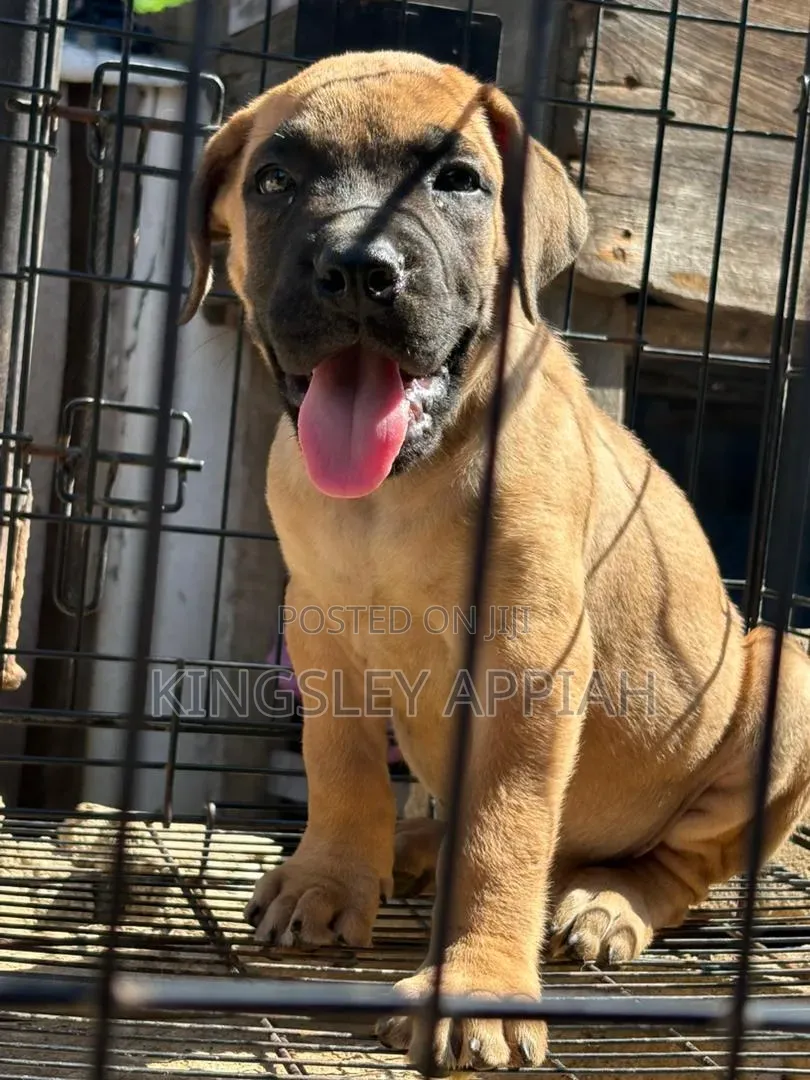 1-3 months Female Purebred Boerboel