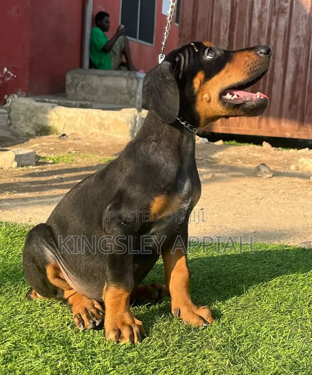 1-3 months Female Purebred Doberman Pinscher