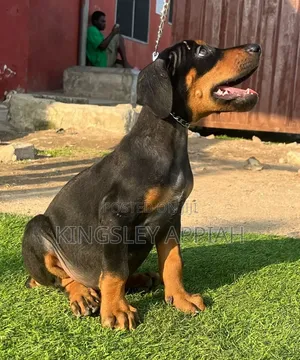 1-3 months Female Purebred Doberman Pinscher
