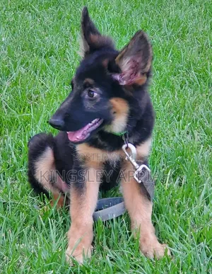 1-3 months Male Purebred German Shepherd