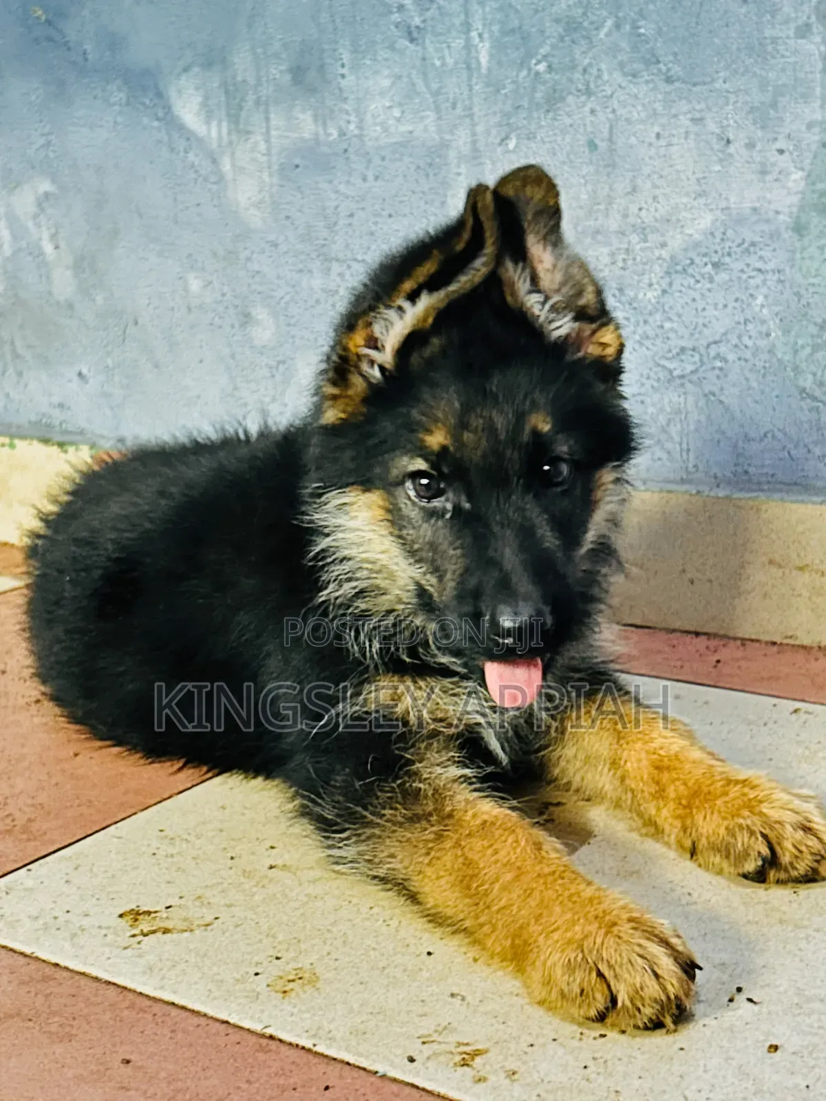 1-3 months Male Purebred German Shepherd