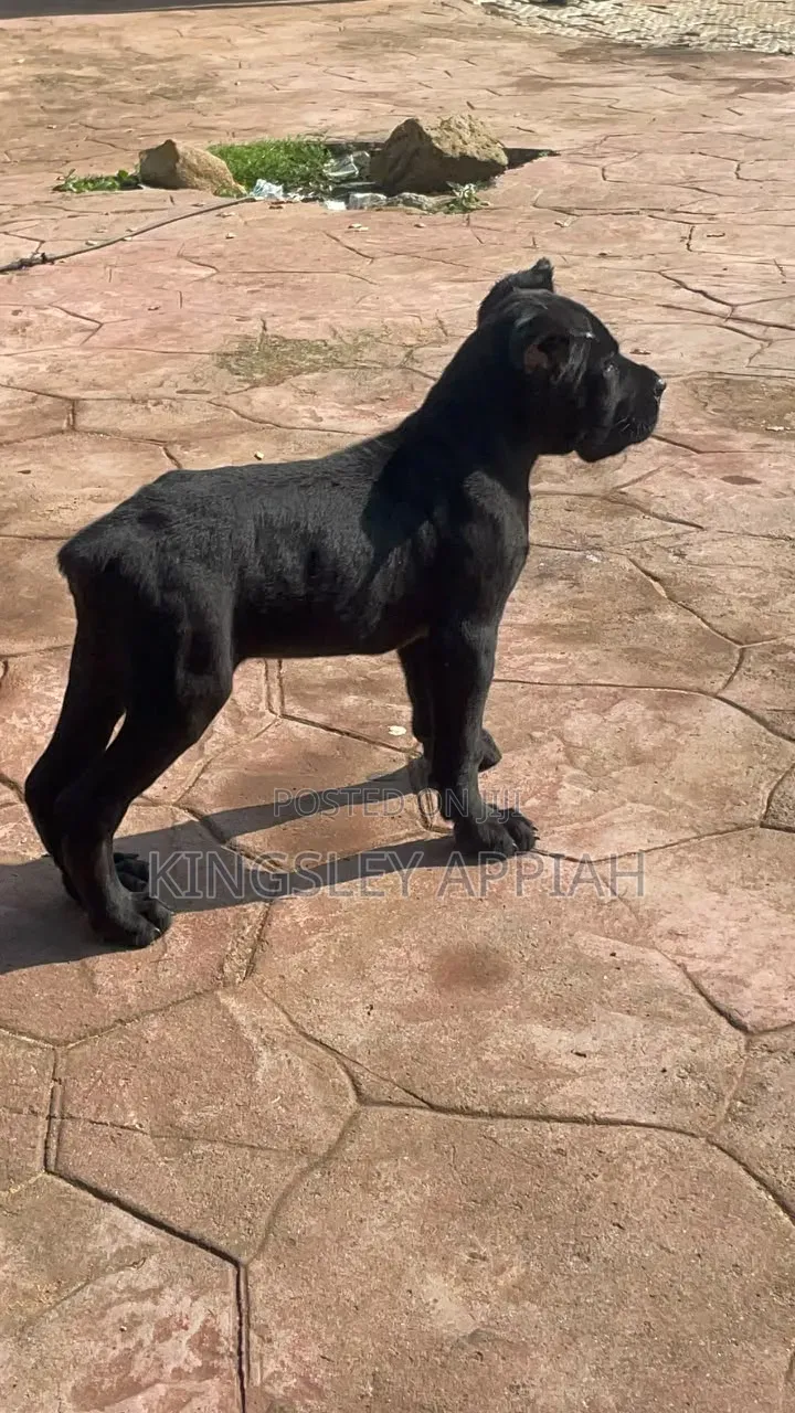 1-3 months Male Purebred Cane Corso