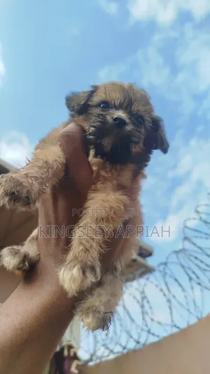 1-3 months Female Purebred Poodle