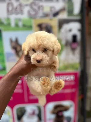 1-3 months Female Purebred Poodle