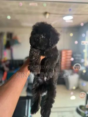 1-3 months Female Purebred Poodle