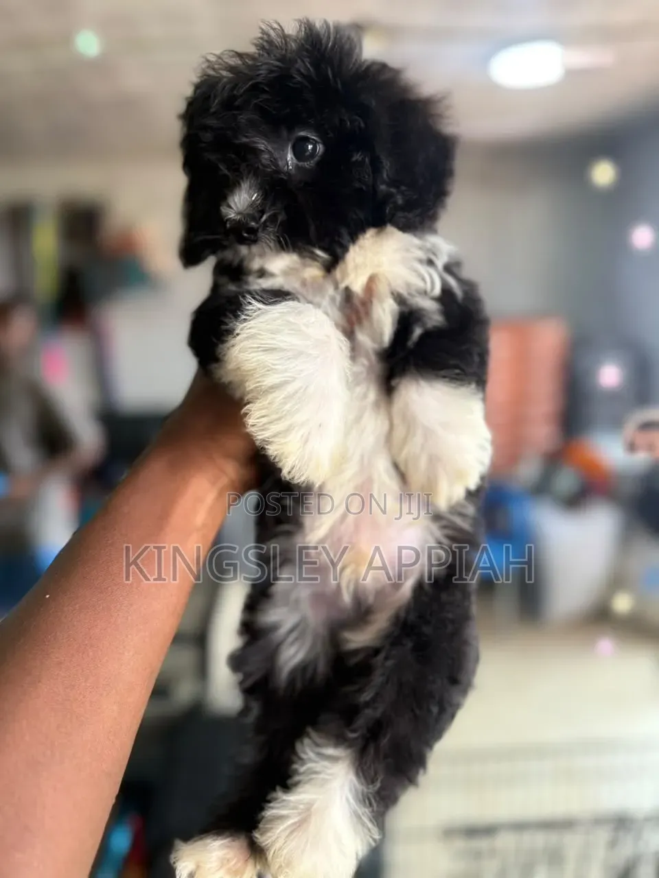 1-3 months Female Purebred Poodle