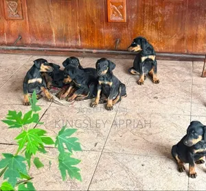 1-3 months Male Purebred Doberman Pinscher