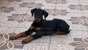 1-3 months Male Purebred Doberman Pinscher