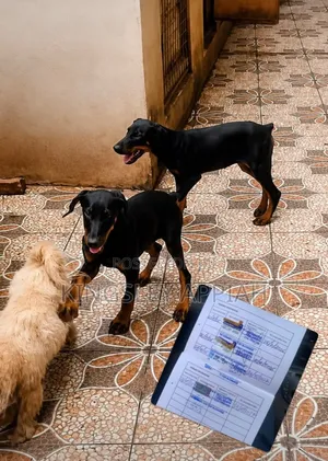 1-3 months Male Purebred Doberman Pinscher
