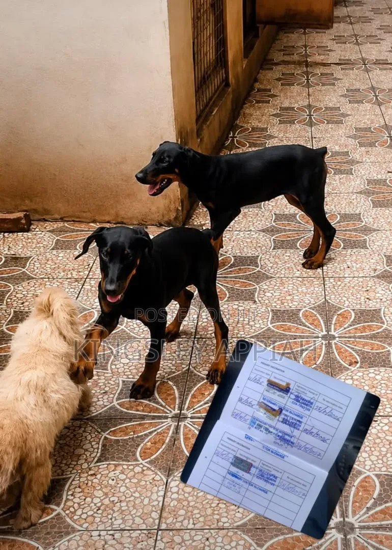 1-3 months Male Purebred Doberman Pinscher