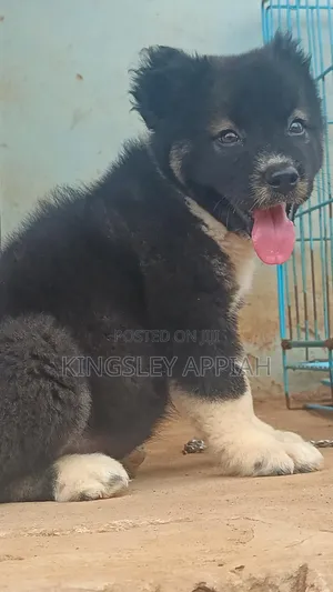 1-3 months Male Purebred Caucasian Shepherd
