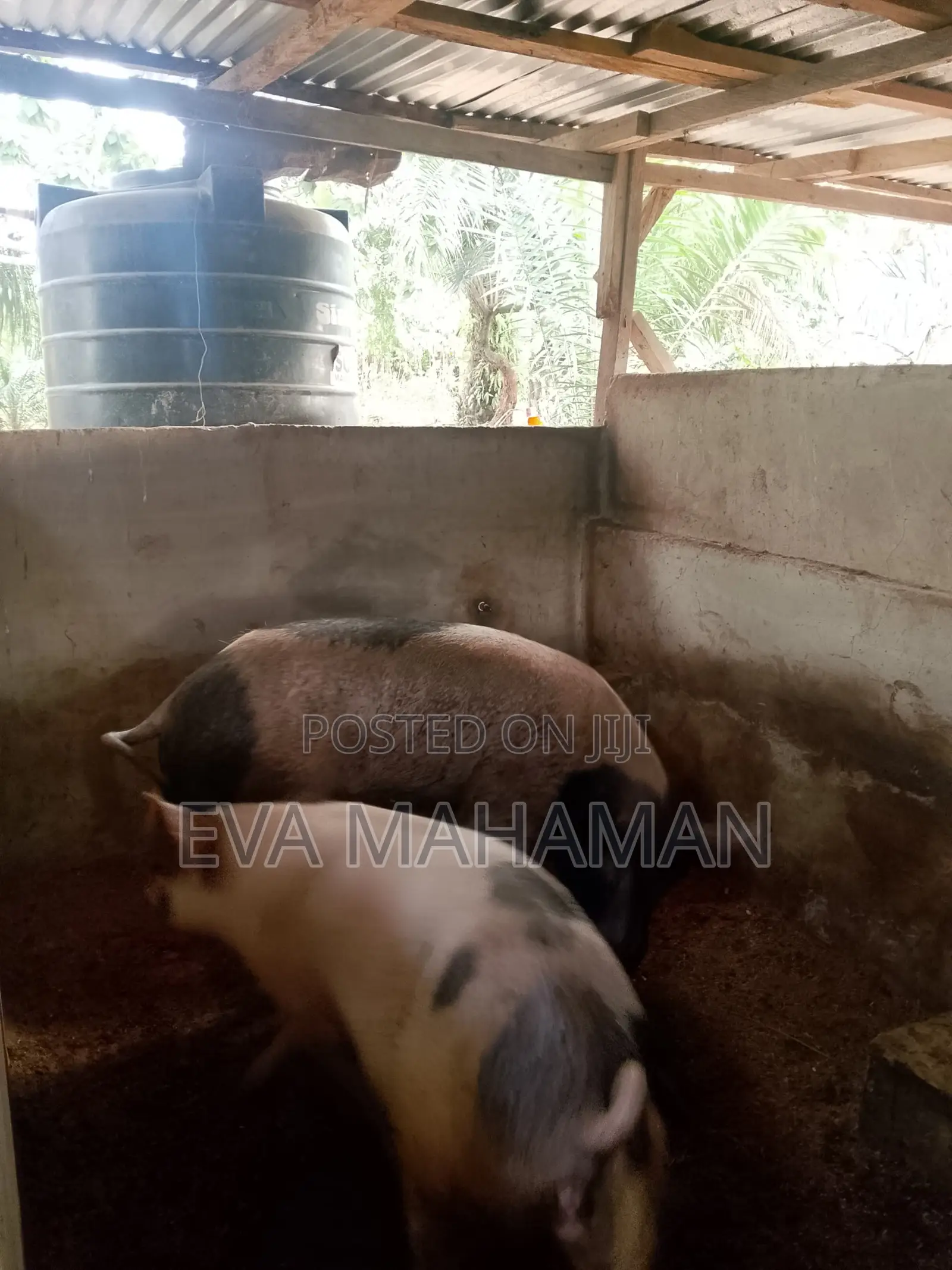 Pig and Piglets for Sale