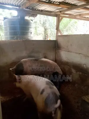 Pig and Piglets for Sale