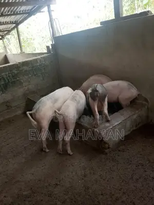 Pig and Piglets for Sale