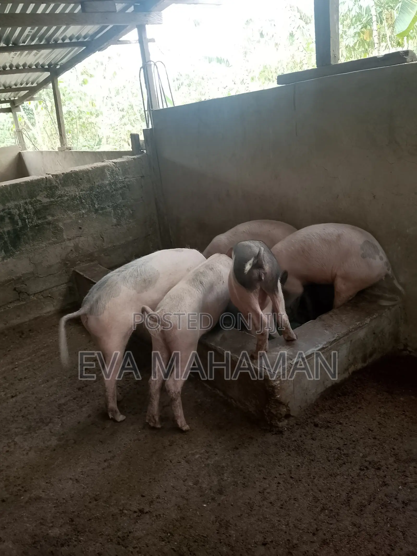 Pig and Piglets for Sale