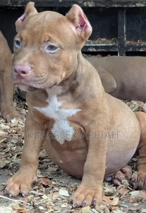 1-3 months Male Purebred American Bully