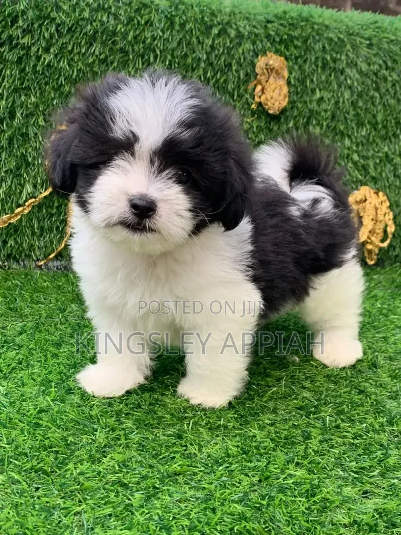 1-3 months Female Purebred Poodle