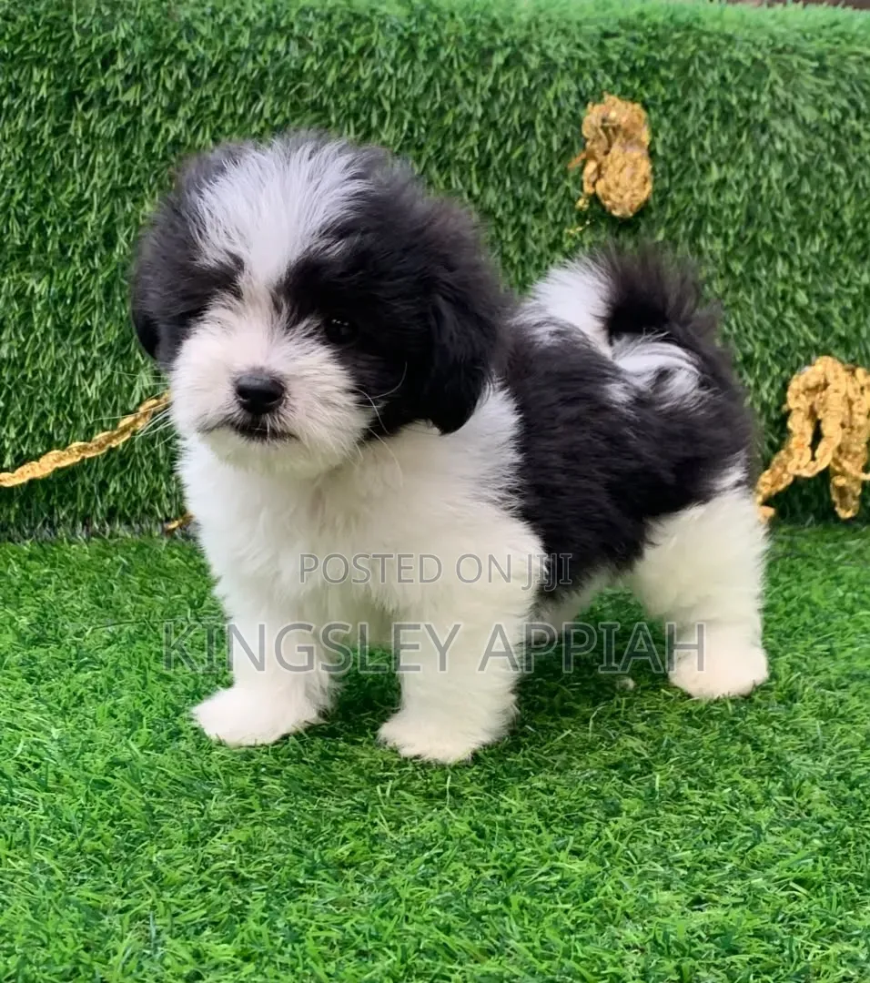 1-3 months Female Purebred Poodle