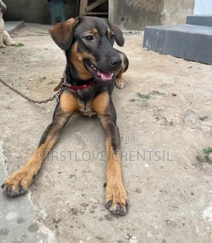 6-12 months Female Purebred Doberman Pinscher