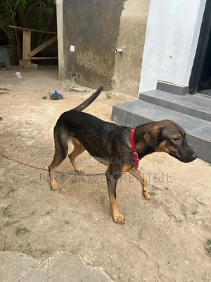 6-12 months Female Purebred Doberman Pinscher