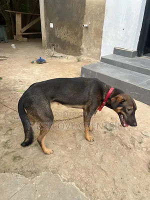 6-12 months Female Purebred Doberman Pinscher