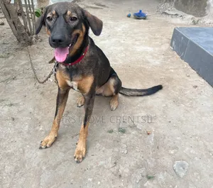 6-12 months Female Purebred Doberman Pinscher