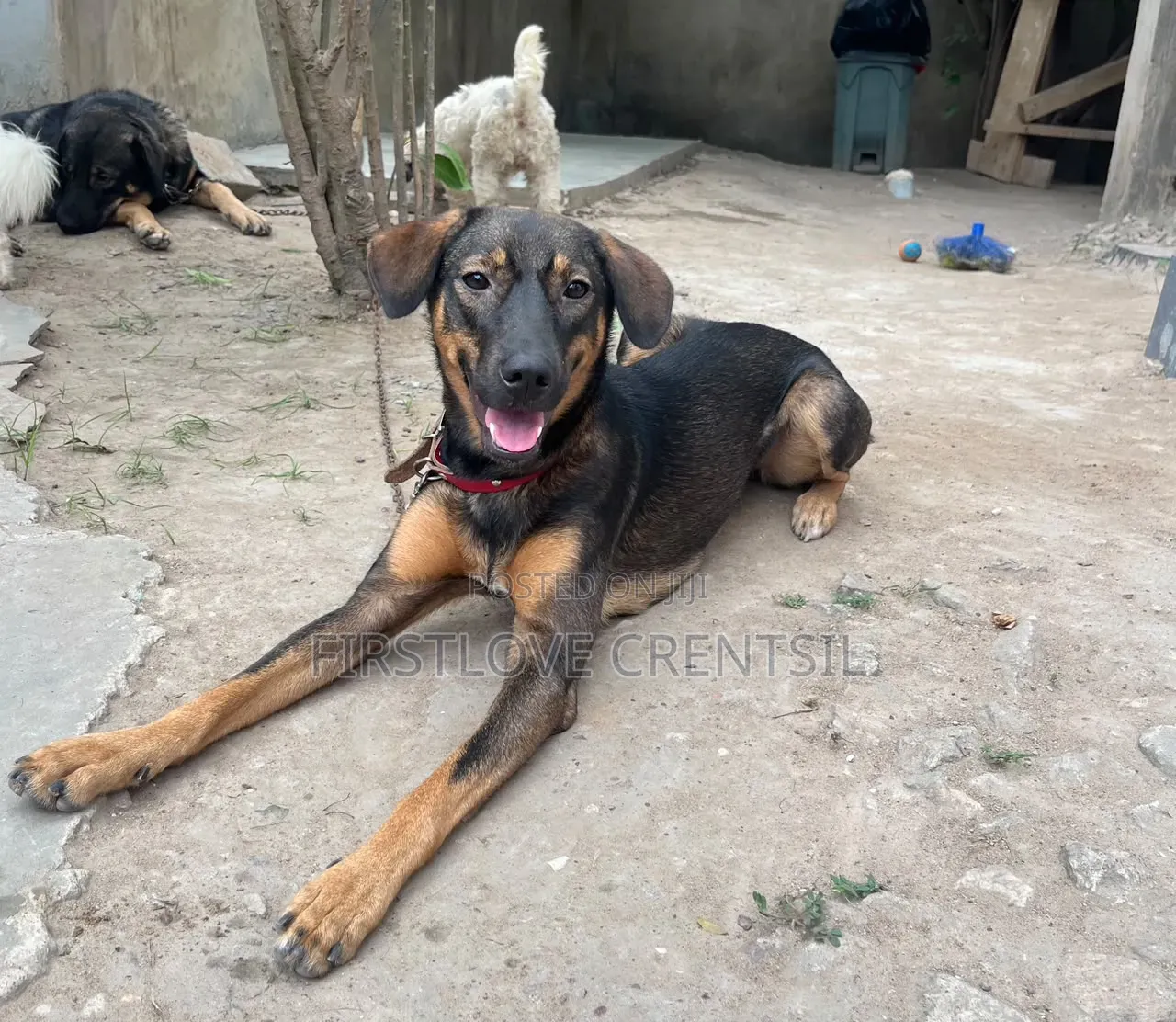 6-12 months Female Purebred Doberman Pinscher