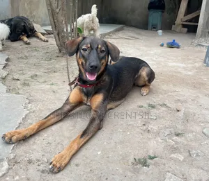 6-12 months Female Purebred Doberman Pinscher