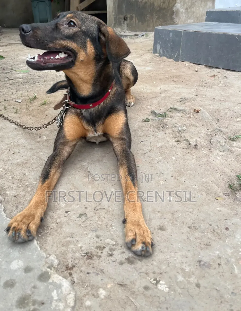 6-12 months Female Purebred Doberman Pinscher