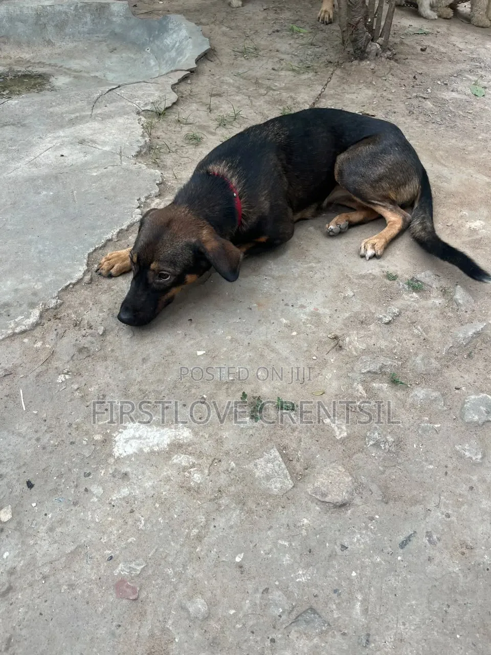 6-12 months Female Purebred Doberman Pinscher