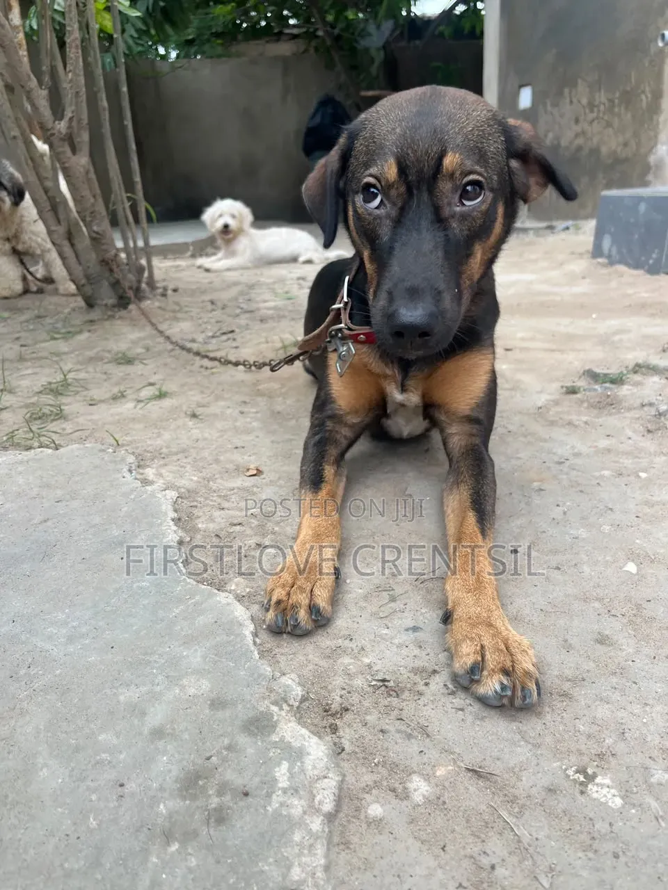 6-12 months Female Purebred Doberman Pinscher