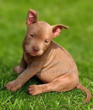 1-3 months Male Purebred American Bulldog