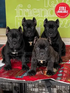 1-3 months Male Purebred Cane Corso